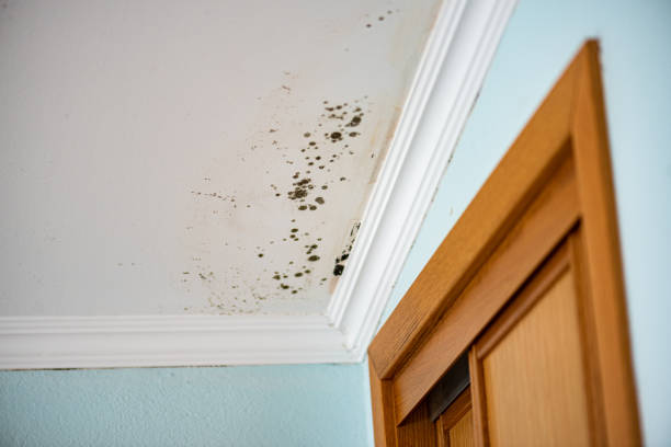 Mold Removal Process in Ovilla, TX