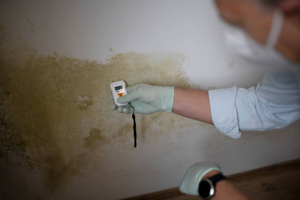 Best Crawl Space Mold Removal  in Ovilla, TX