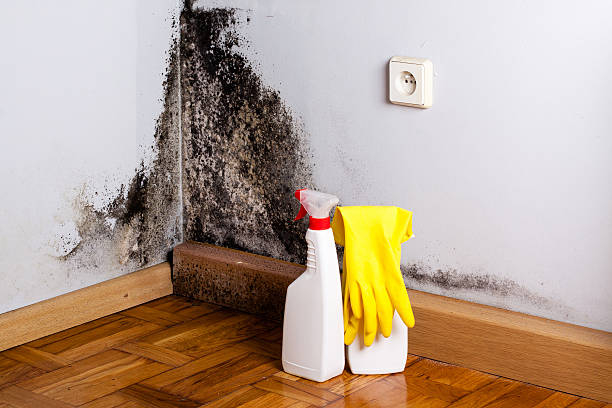 Best Residential Mold Removal  in Ovilla, TX