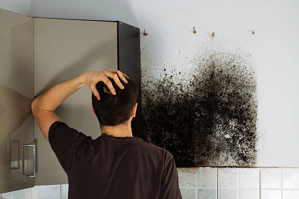Best Fast Mold Removal  in Ovilla, TX